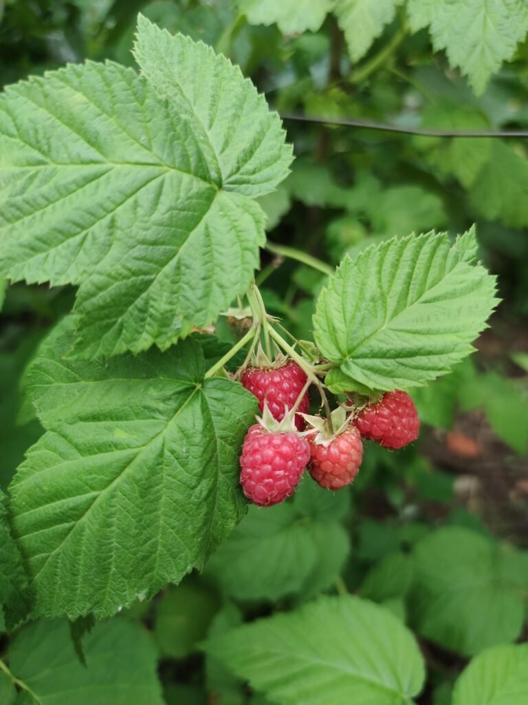 raspberry, red, fruit, berry, summer, fresh, sweet, nature, green